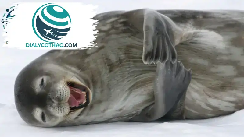 Khám phá những điều bất ngờ về cấu trúc địa chất tại Châu Nam Cực